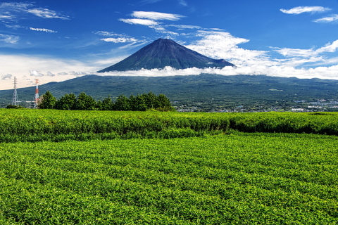 茶畑からのくっきり夏富士
