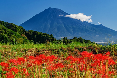 土手に咲く彼岸花越しの富士山