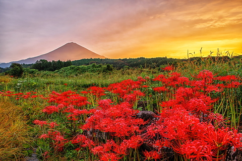 一瞬の光を浴びる富士山と彼岸花