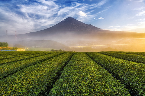 霧流れる茶畑からの富士山