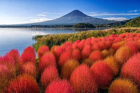 湖畔のコキア紅葉