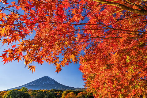 高原の紅葉越しに見る薄化粧富士