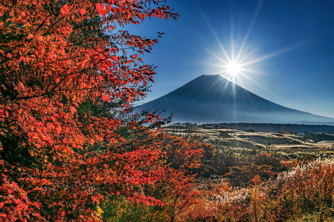 木々の紅葉越しに見る富士山と朝日