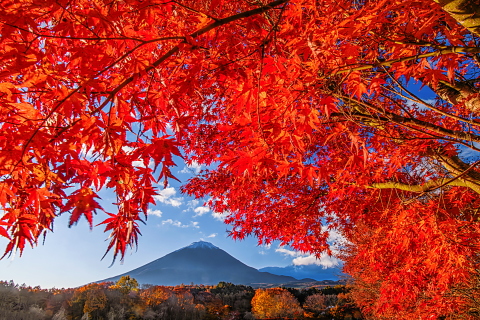高原の美しい紅葉越しの富士