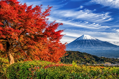 美しい紅葉越しの富士と流雲