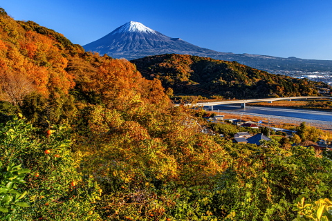 まだ残る広葉樹の紅葉越しの富士