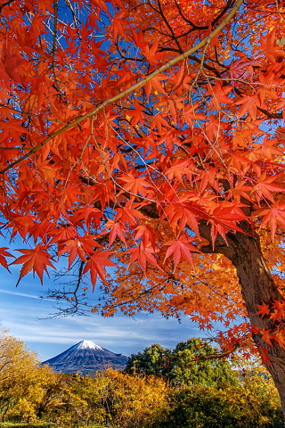 まだ残る美しい紅葉越しの富士