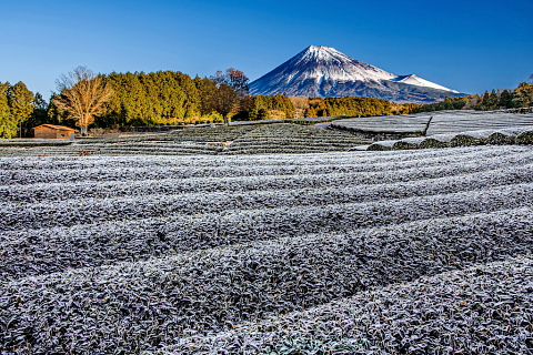 降霜の茶畑からの部分的化粧直しの富士山