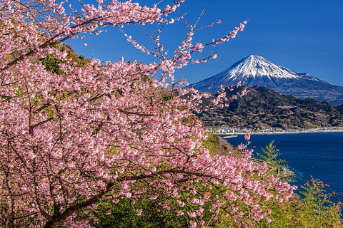 寒桜咲く海沿いからの富士山