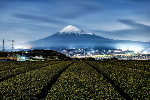 丘の茶畑からの月夜の富士
