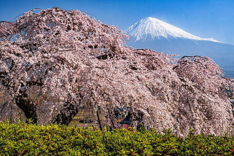 咲き誇る枝垂れ桜越しの春霞富士