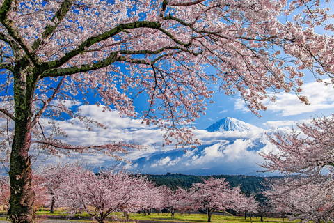 咲き誇る桜と雲間からの富士山