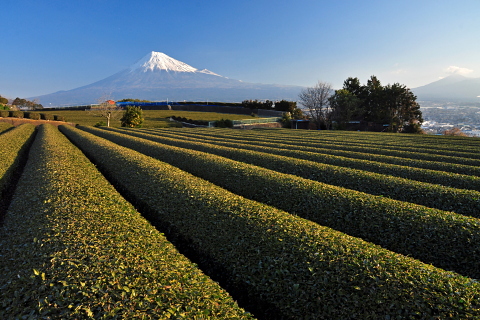 茶畑からの霞み富士