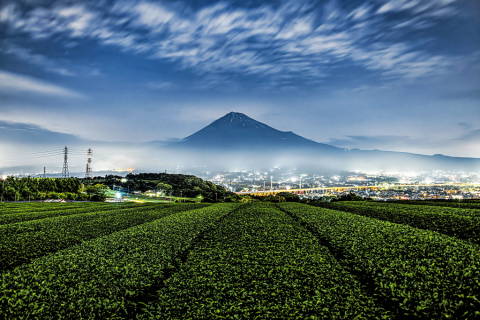 夜明け前の茶畑からの幻想富士