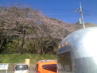 今度の土日はよつばでお花見