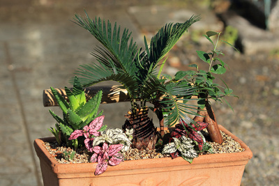 寄せ植え