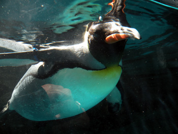 箱根園水族館～箱根行き当たりばっ旅：その６