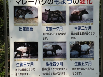日本平動物園～その１～