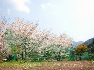 とうとう桜が、、、、
