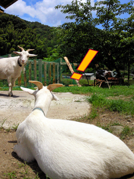 久々に山羊ネタ