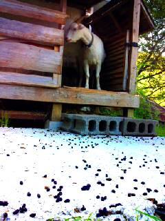 カダン　カダン　カダン