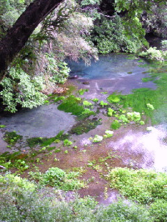 柿田川の湧水
