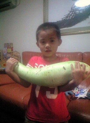 大きい野菜