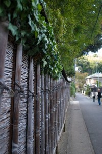 わんこ散歩