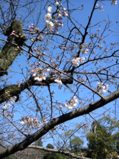 静岡浅間神社の桜
