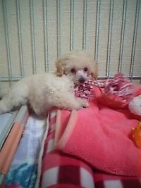 今日からブログ始めます～