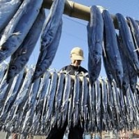冬の伝統食、三重・熊野でサンマの丸干し始まる