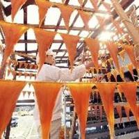 能登の高級珍味「干しクチコ」作りがピーク