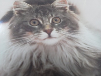 猫アレルギー