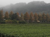 銀杏が異常（塩害）