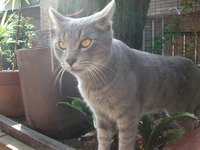 野良猫