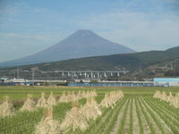 のどか