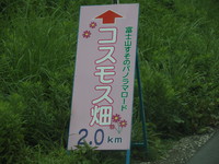 コスモス畑