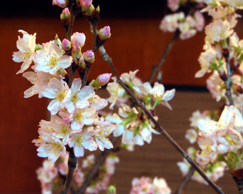 花の宴