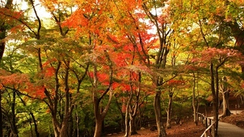 虹の郷の紅葉