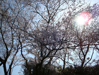 狩野川桜公園情報