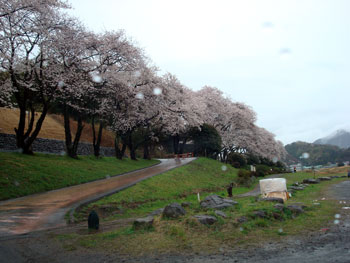 狩野川桜公園情報