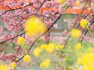 本日より河津桜祭り