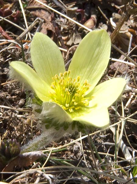 ツクモグサ 富士山南東麓で 美味しい西洋野菜を生産しています テーブルビーツなどの野菜は 日本トップクラスと大好評です