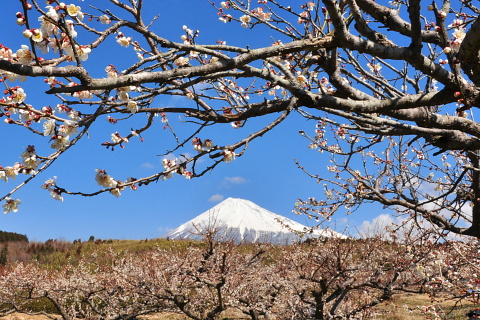 山間の梅畑と富士山