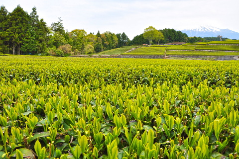 新茶の季節