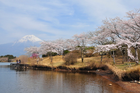 田貫湖の桜と富士山 富士旬景