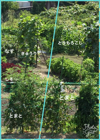 今が旬！美味しくいただこう！ 2017/07/13 09:58:51