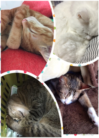 眠りの達人？ 2017/11/08 10:43:03
