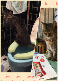 猫にも、観察力と思考力がある？ 2017/06/29 00:20:42