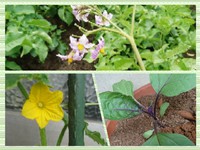 野菜の栽培始めました 2018/05/10 13:37:04